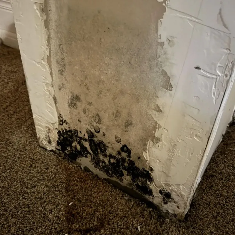 Professional Mold Removal in Lenox, MA